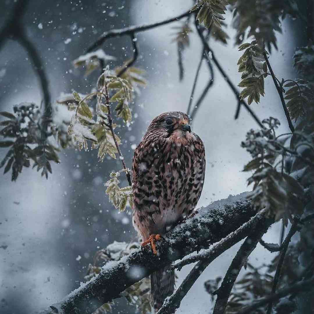  قصه ی عشقمونو با موهات میبافم هوش مصنوعی