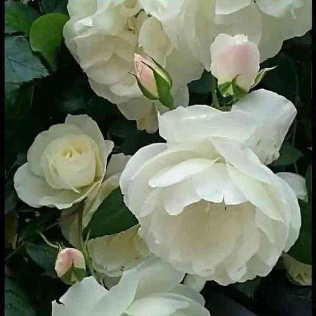  سقوط ستاره هارو من با چشام دیدم دوباره