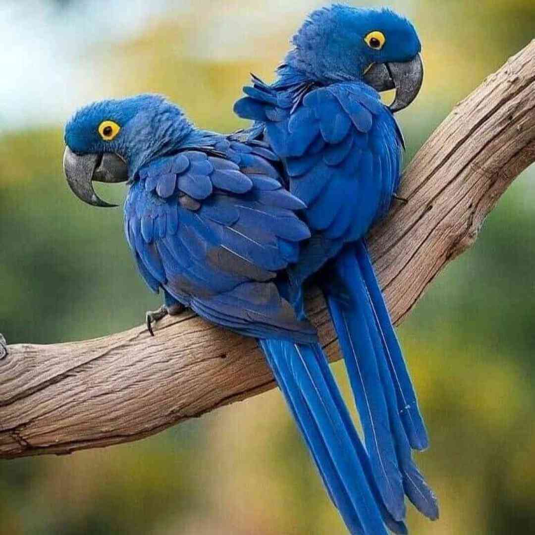  پسر ایرونی هم کوچته دیوار به دیوار خونته
