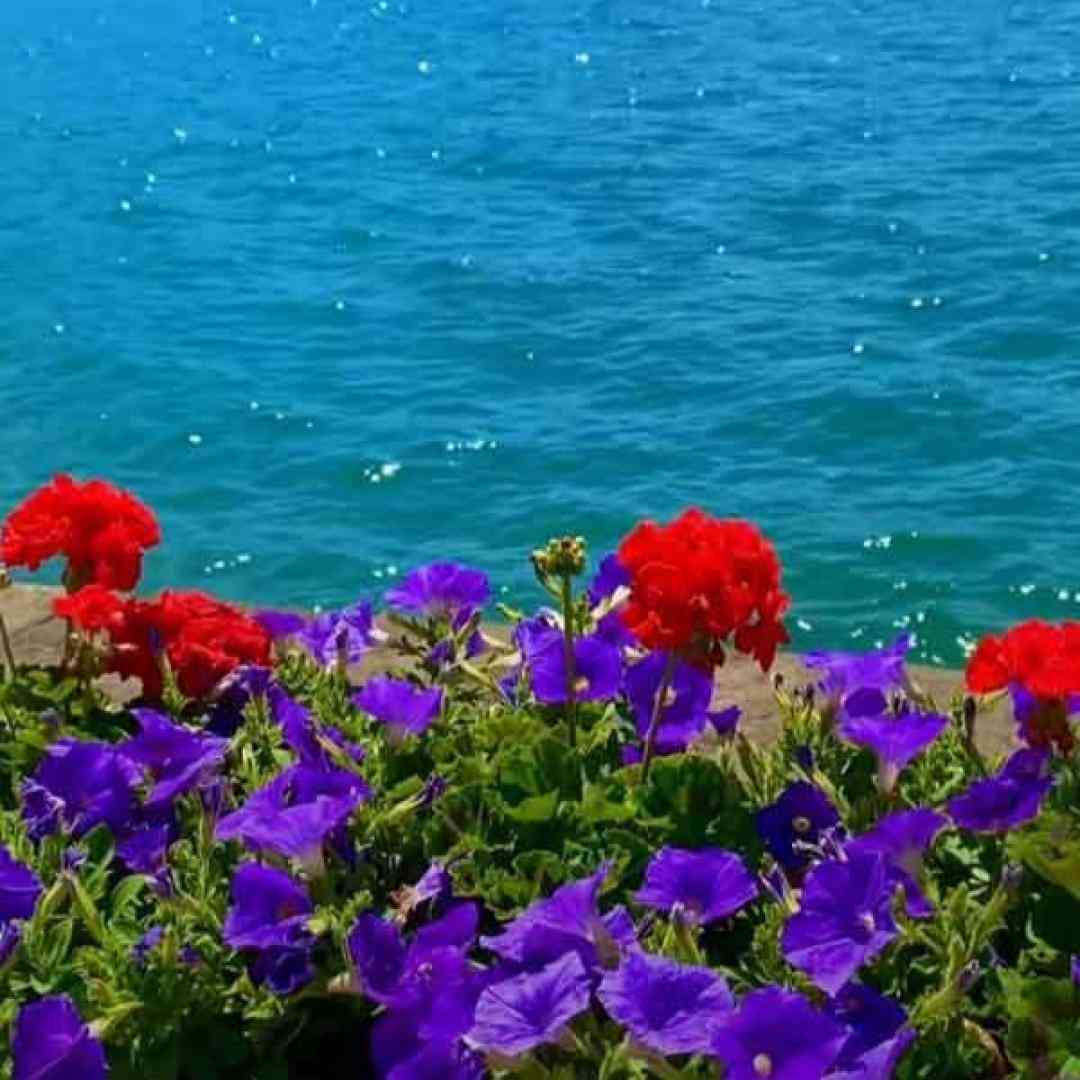  دای زری زری پاوردار بو بو بو بو – ترند اینستا