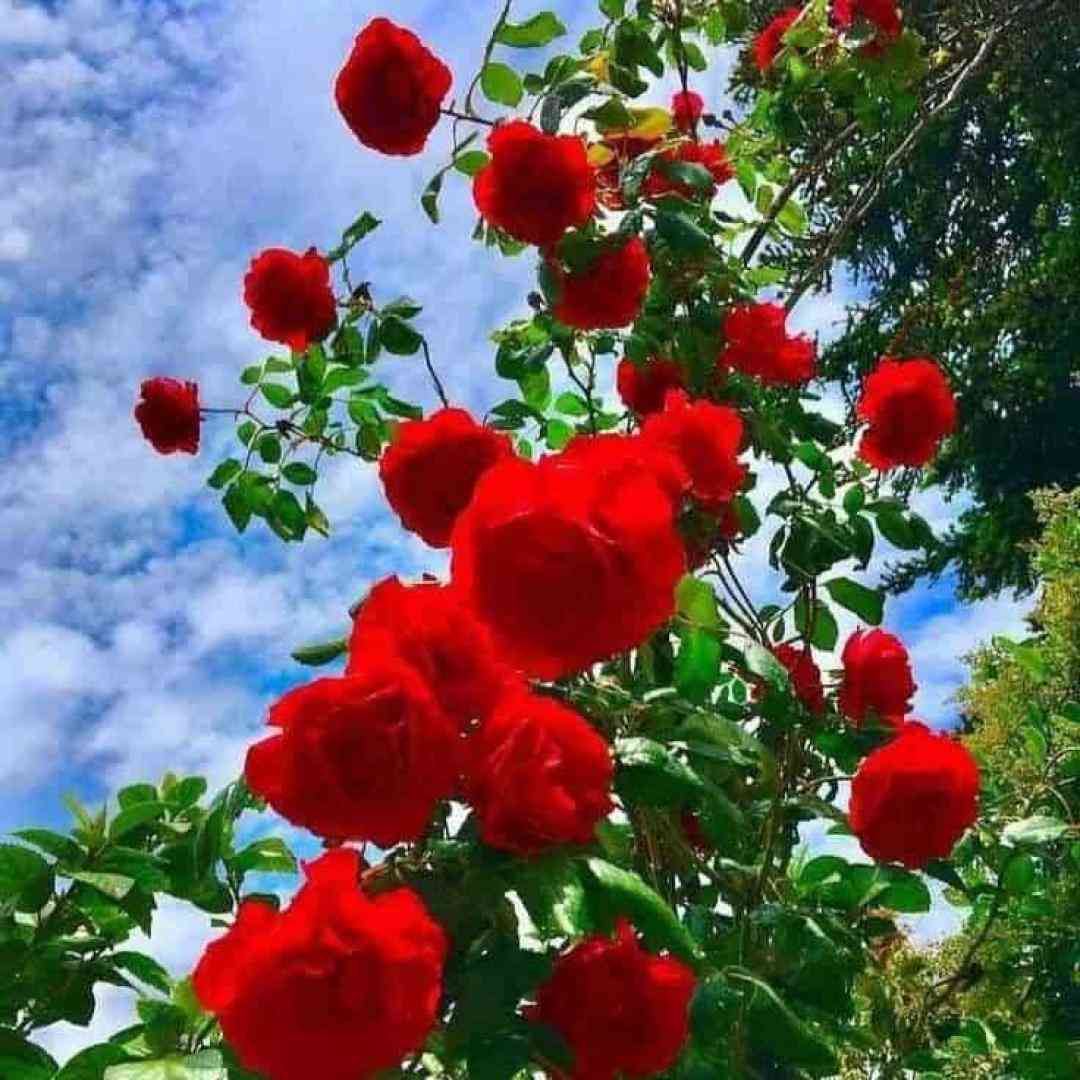  فرشته ارغوانی پلنگ تن دارمه مه چش آهو