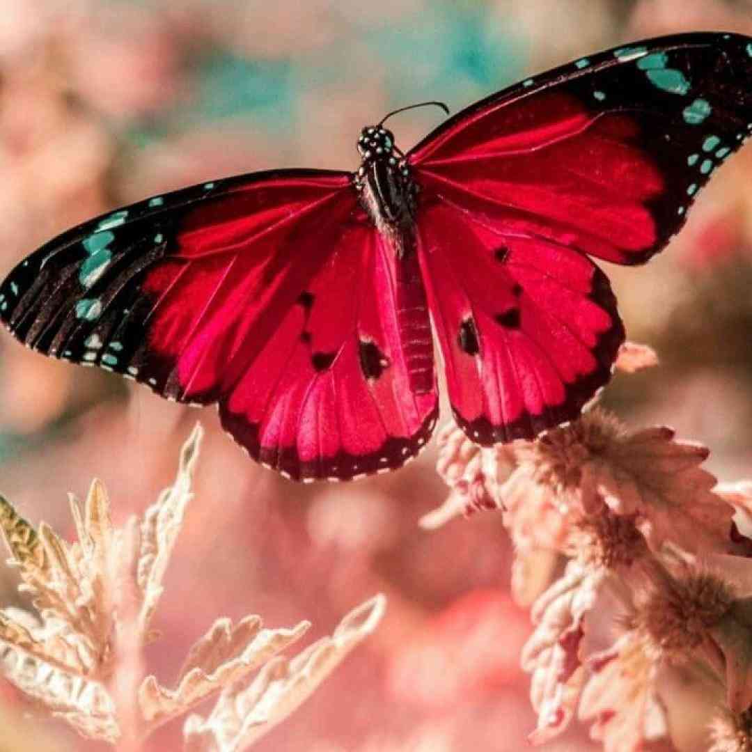  فدای سرت نباشه غمت نری و یادت رفته باشه تنت