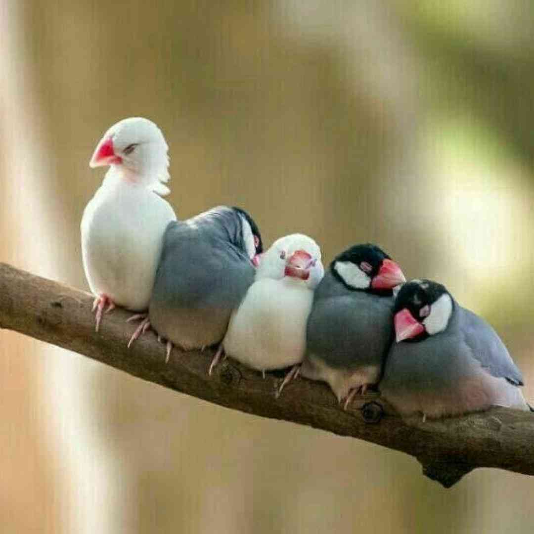  دوباره باز پاییز اومدو برگارو چید با صدای بچه