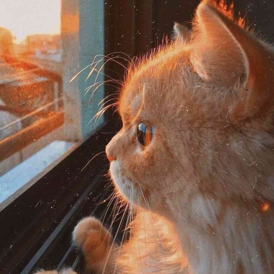  مه هم یه روژی یکی همه دنیام بی - ترند اینستا
