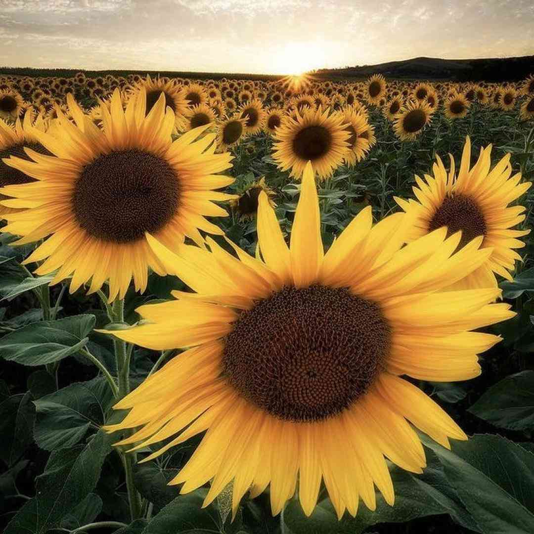  کاشکی نداشتم تورو از اولشم نبودی تو با صدای دختر
