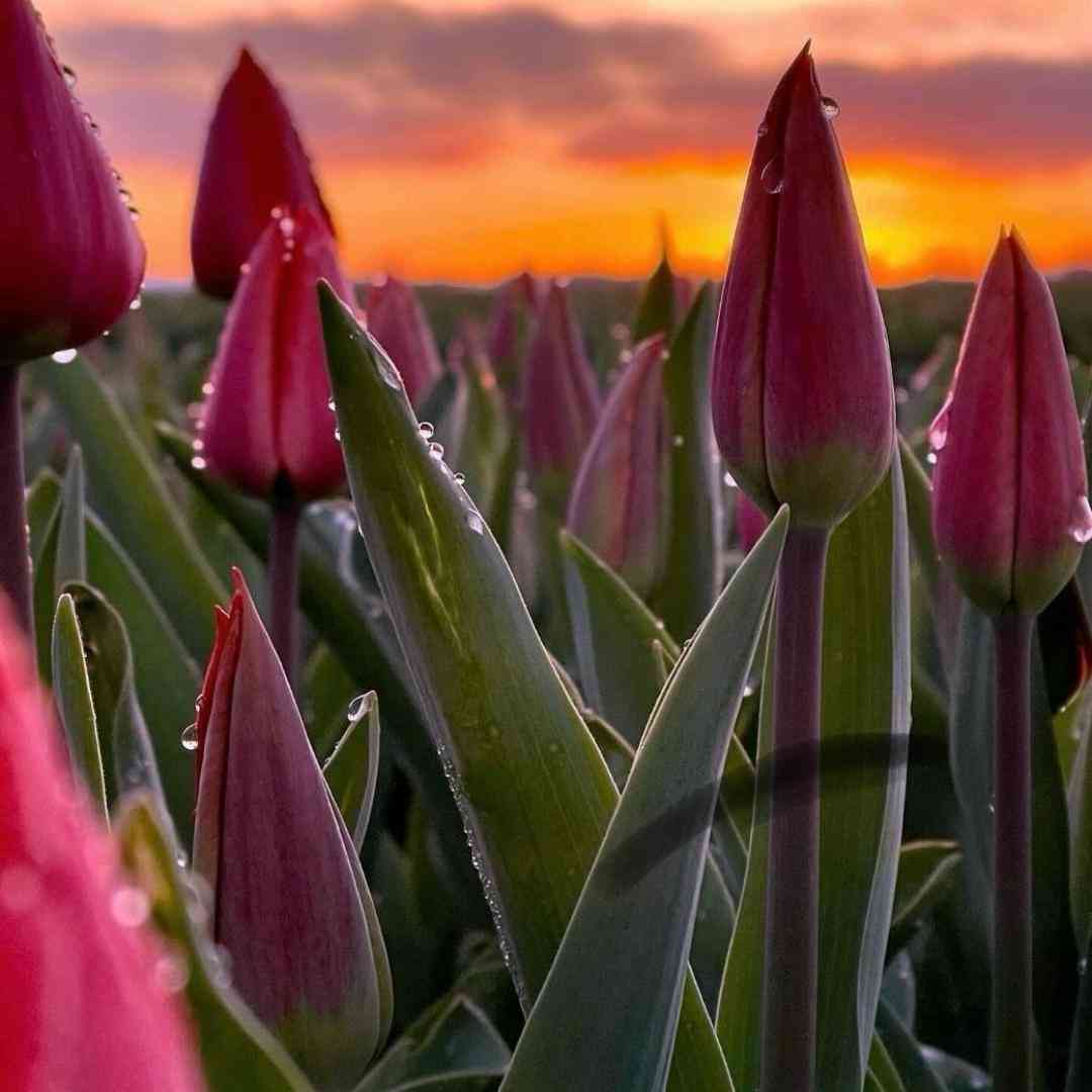  چه گیری کردم دست خودم نیست با همه سردم