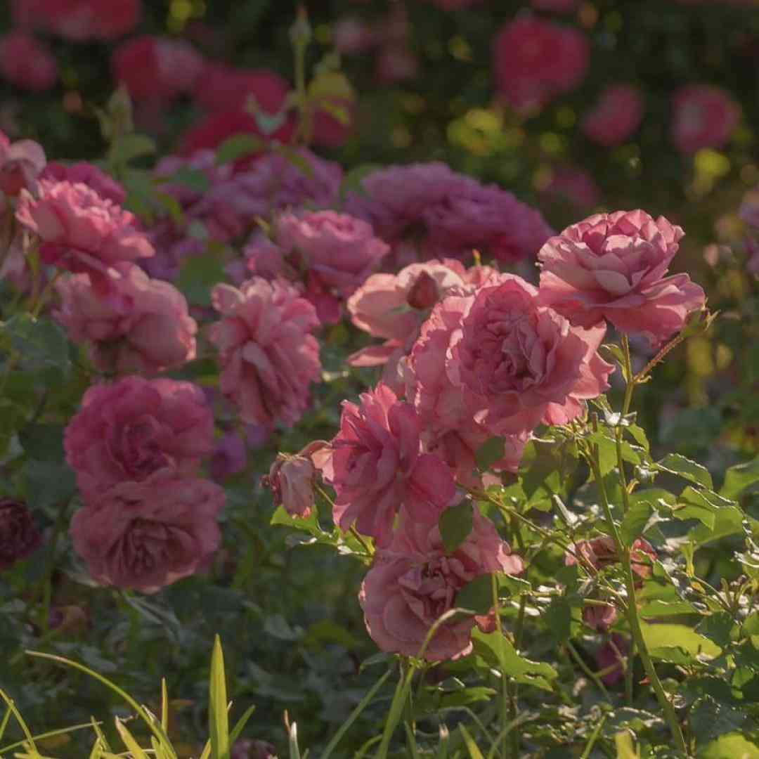 دانلود آهنگ جدید کان کان کانگورو تو عکسا دیدم تورو با صدای بچه