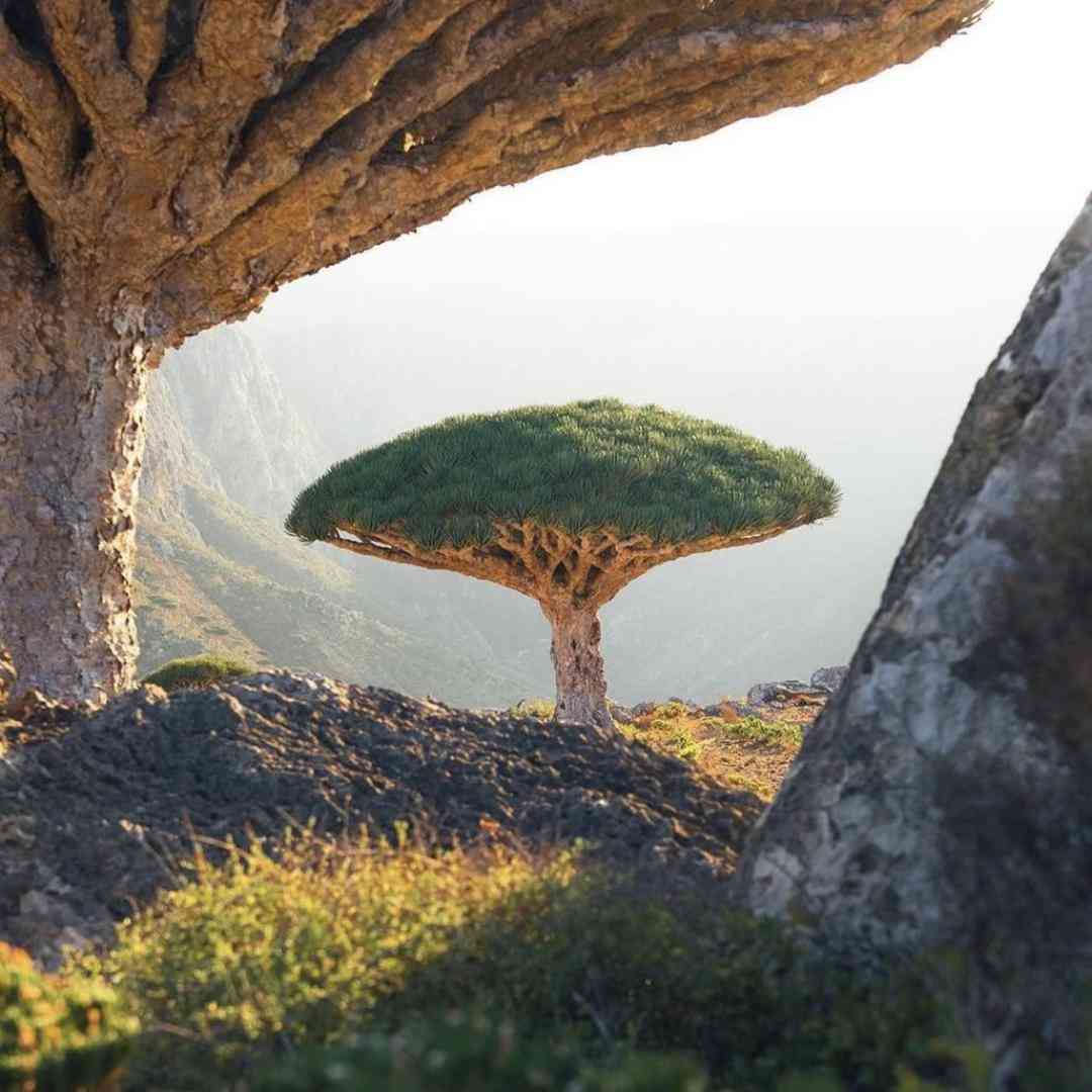 دشی متاع ناب