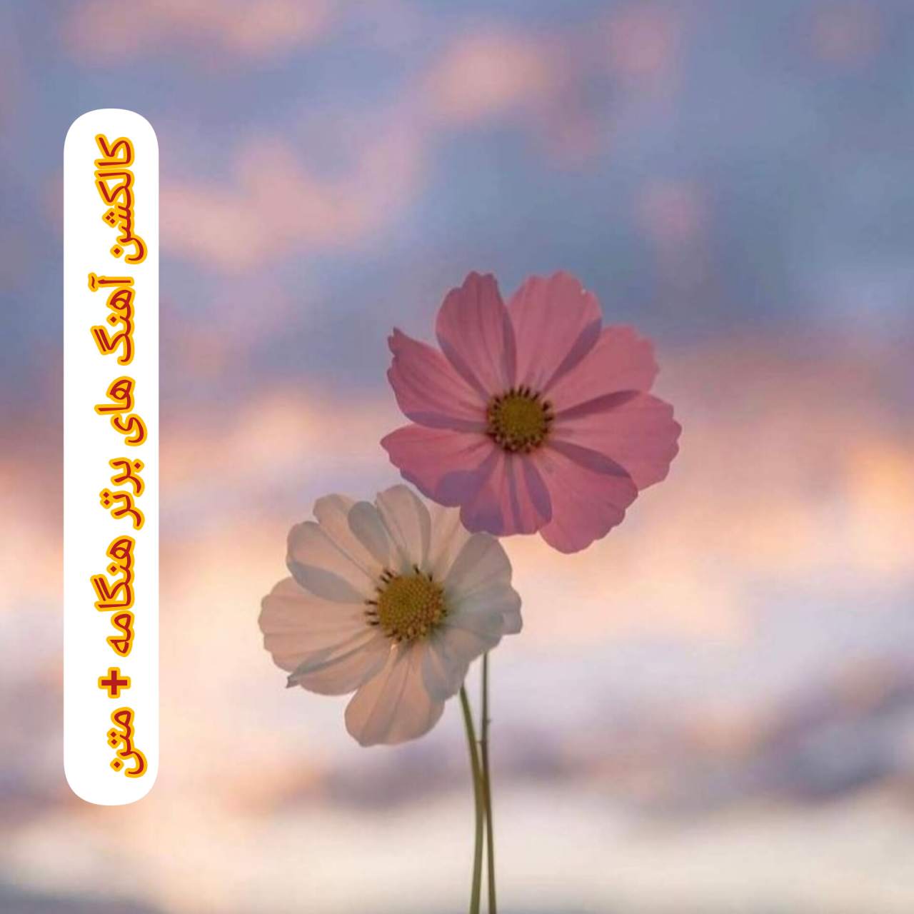 دانلود کالکشن آهنگ های برتر هنگامه + متن