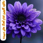 گلچین تمام آهنگ های سپیده
