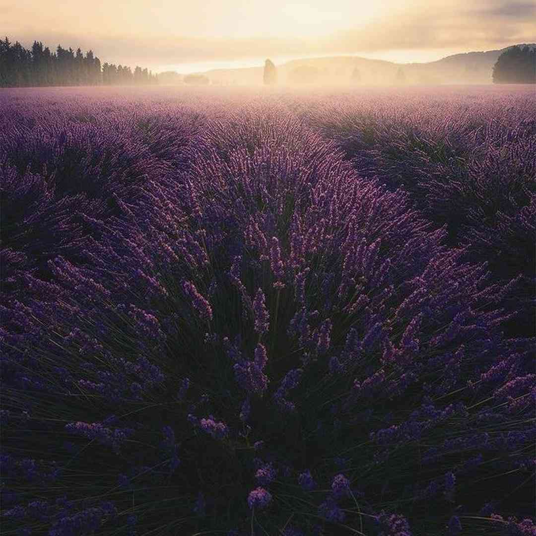 فاطمه عطایی الان چند وقته مه سه نزویی زنگ جان